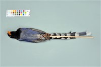 臺灣藍鵲藏品圖，第3張